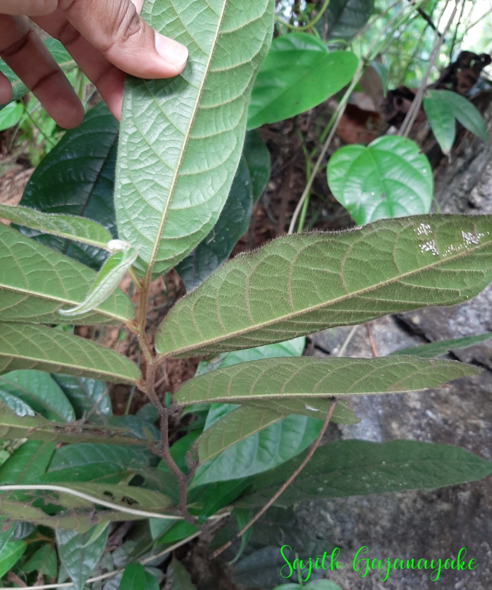 Uvaria sphenocarpa Hook.f. & Thomson